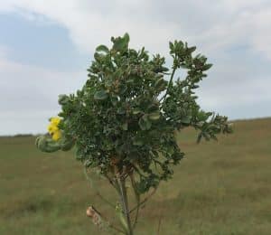 Aster yellows with shrub-like growth. Photo credit: Barbara Ziesman