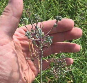 Canola plant exhibiting aster yellows symptoms. Credit: Jon Whetter