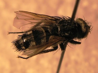 "Athrycia cineria" attacks later larval stages (3-6) of bertha armyworm. Source: John Gavloski, MAFRD