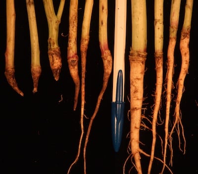 Brown girdling root rot at its most severe will completely pinch off roots. The plant lodges and dies.