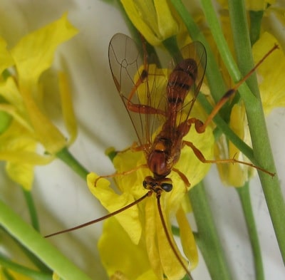 "Banchus flavescens" attacks the early larval stages (1-3) of bertha armyworm. Source: John Gavloski, MAFRD