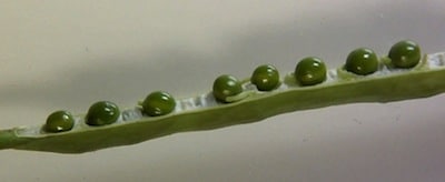 Band on seed
