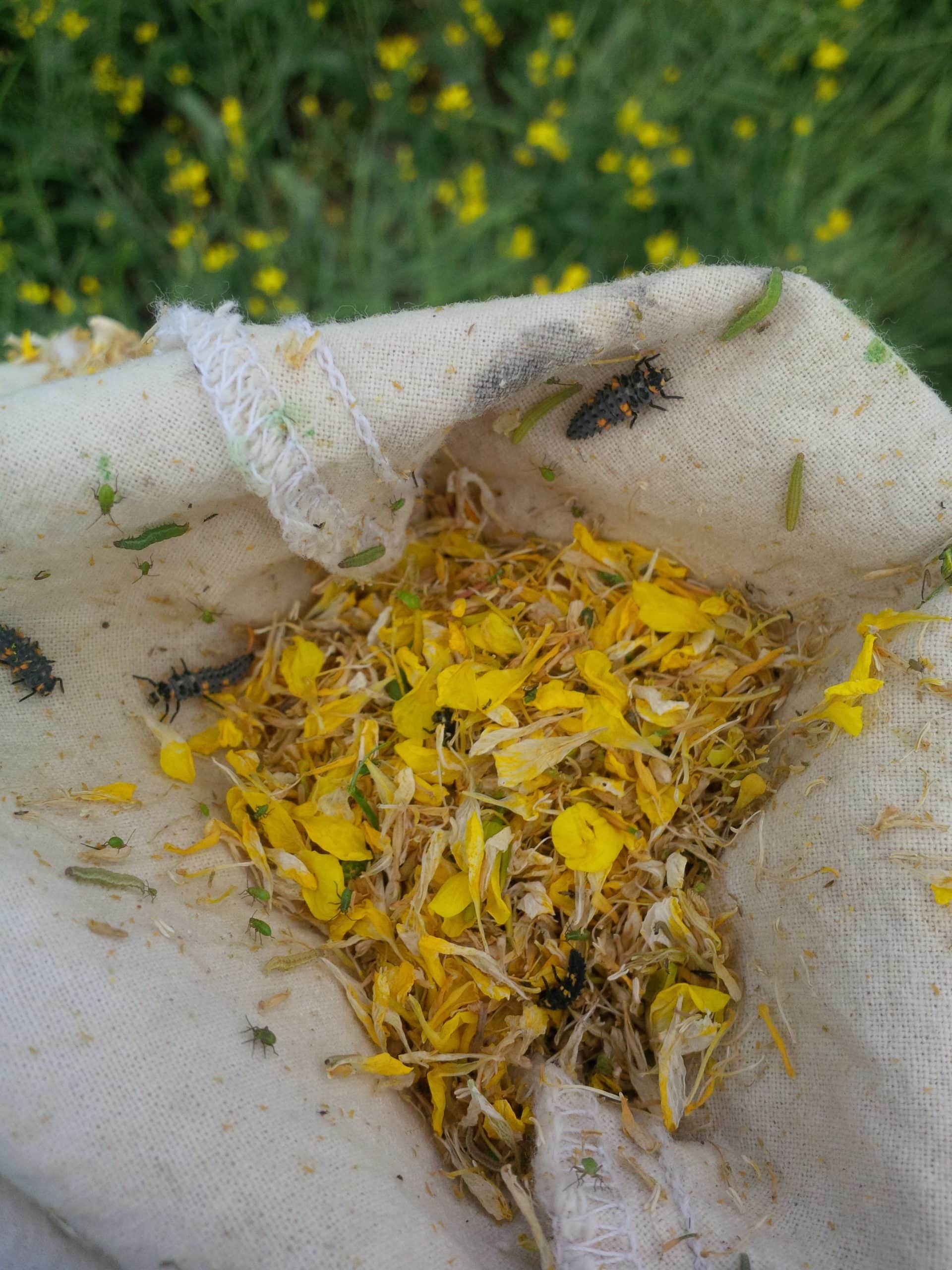 Beneficial Insect_ 4 Ladybug larvae Lygus and Diamond Back Moth_Olds_Aug10 2015_Keith Gabert