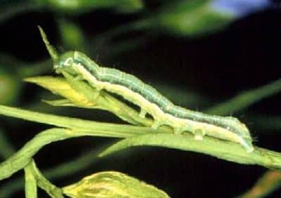 Identify green worms accurately