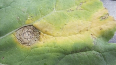 Here is a blackleg lesion on a canola leaf at the 6-leaf stage. Infection is showing up already in 2012 but lesions are harder to see on smaller plants. Source: Anastasia Kubinec, MAFRI