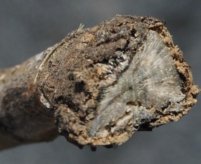 Blackleg disease rating 5 Jurke