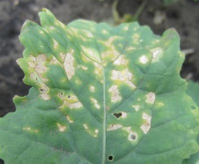 Blackleg lesions on leaf. Source: Anastasia Kubinec