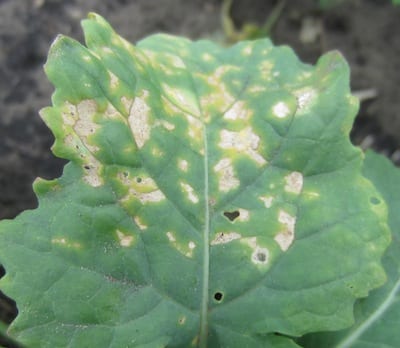 Blackleg lesions on larger leaf. Infection moves through the plant to the stem. Earlier infection mean higher risk of yield loss. Source: Anastasia Kubinec.