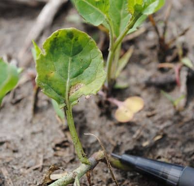 Blackleg lesions on young plants are more likely to cause significant yield loss than infection later in the season, but the economic return on early season fungicide is often not there.