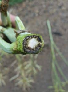 Blackleg is showing up in some fields. This was taken this week. Credit: Nicole Philp