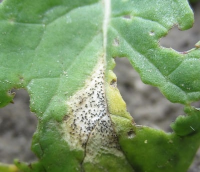 Blackleg lesion on a susceptible variety. The feeding damage is from flea beetles. Source: Anastasia Kubinec, MAFRI