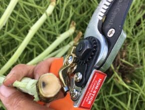 Person uses clippers to check canola stems for blackleg.
