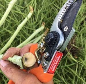 Person uses clippers to check canola stems for blackleg.