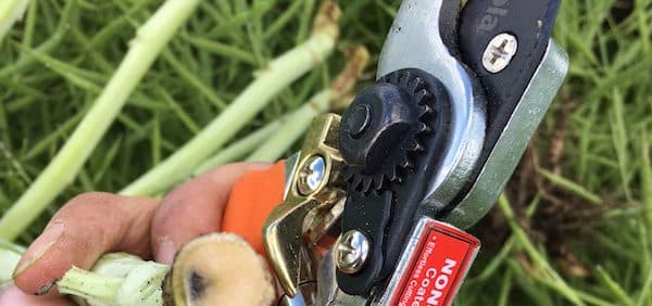 Person uses clippers to check canola stems for blackleg.