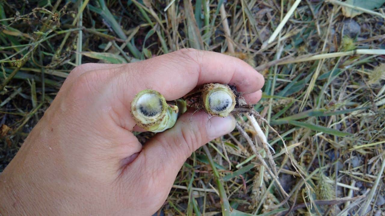 Blackleg_Manitoba_Aug 6 2015_Angela B