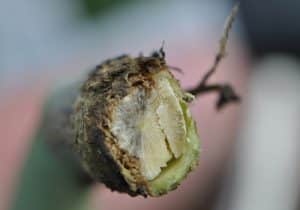 Clipped cross section shows blackleg at the base of the stem. Credit: Clint Jurke