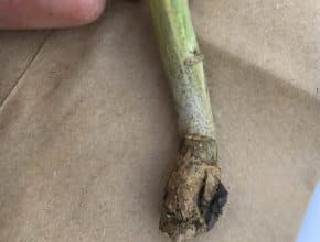 A canola stem infected by blackleg and showing symptoms