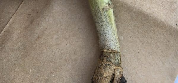 A canola stem infected by blackleg and showing symptoms