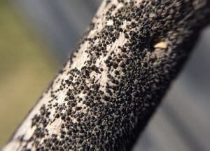 Blackleg pseudothecia on stubble pieces. Photo credit: Justine Cornelsen