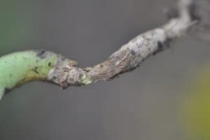 Woody and girdled crown caused by blackleg. Credit: Clint Jurke