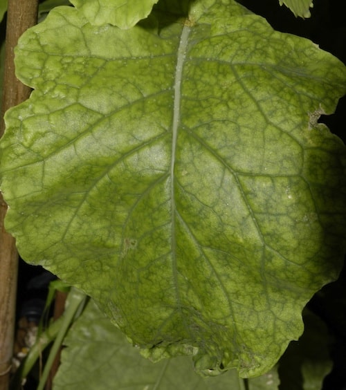 Interveinal chlorosis is typical of boron deficiency.