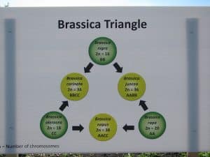 Brassica triangle of U shows how the six major species are connected.