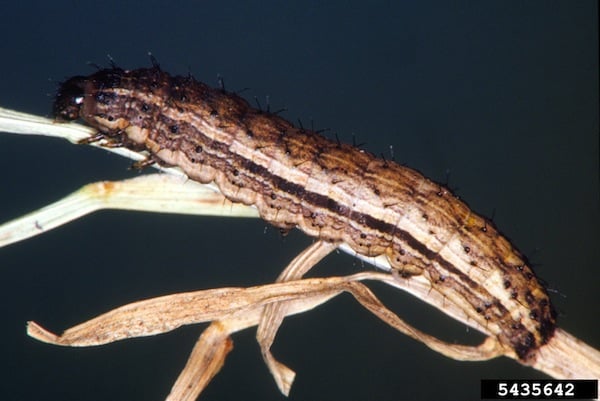 Bristly cutworm. Credit: James Kalisch