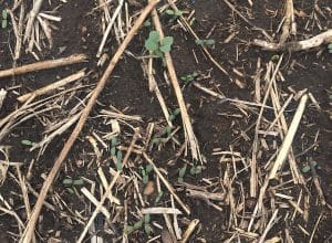 Tiny buckwheat seedlings