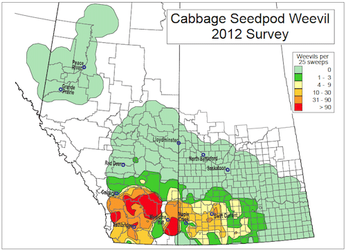 Orange and red areas are where cabbage seedpod weevil are at higher risk for canola yield loss. This area may be moving north and east slightly this year. Source: Owen Olfert, AAFC