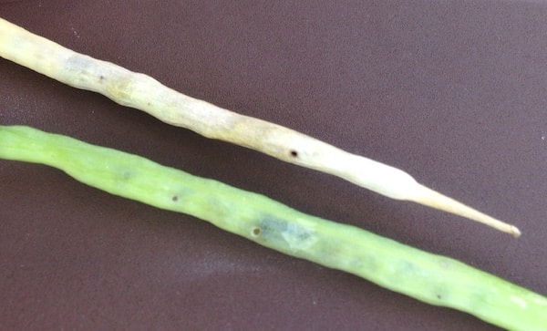 Exit holes from cabbage seedpod weevil larvae. Credit: Justine Cornelsen