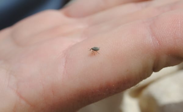 Cabbage seedpod weevil on a finger to demonstrate size. Credit: Brooke Moon