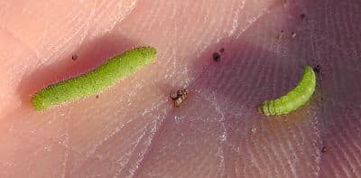 Cabbageworm and diamondback in palm_opt