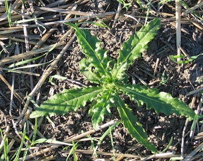 Canada thistle is one of many weeds that should be controlled early.