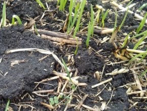 Canola emerging with wild oats