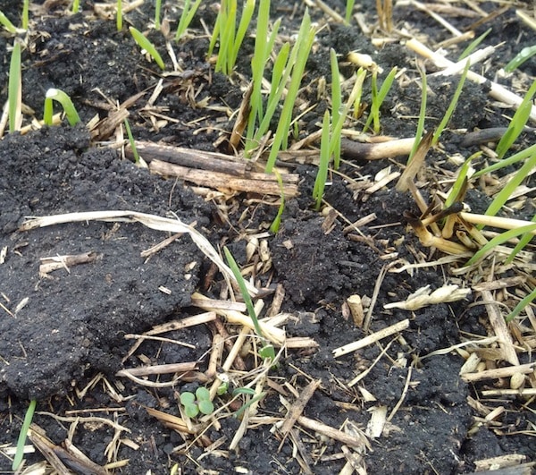 Canola emerges with a large population of wild oats.