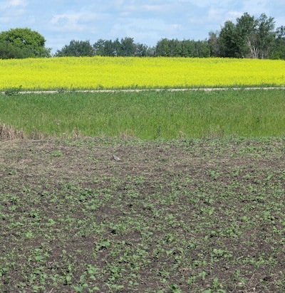 Crop stages from crop to crop is highly variable, and is just one of many reasons why neighbouring crops can't be treated the same.