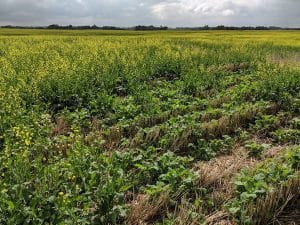 a canola field with uneven maturity