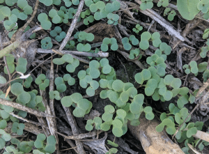 Volunteer canola.