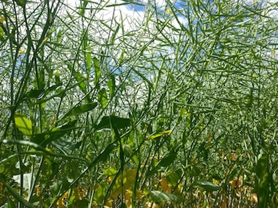 Canopy for plot with recommended nitrogen.