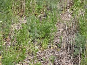 This is an extreme case of runaway early season weeds. These should definitely get a pre-seed burnoff, probably at least a week earlier. Source: Ken Sapsford