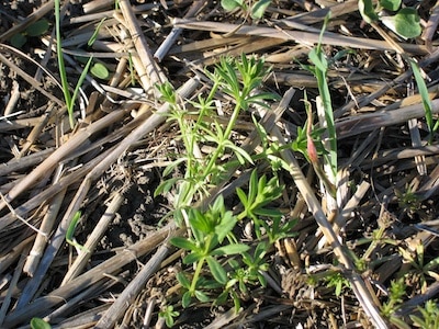 Check which weeds are present in fields planned for canola in 2013. Fall is a good time to clean up winter annuals, such as cleavers (shown), that could be harder to control next spring.