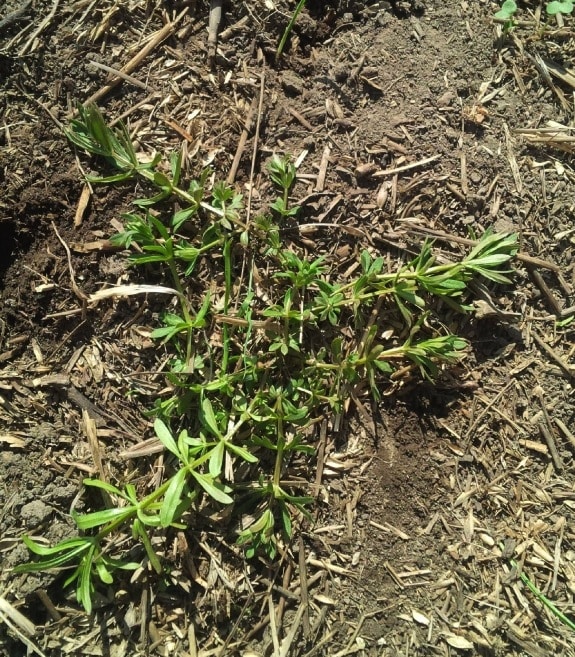 Cleavers. Large winter annual cleavers should be hit with a high rate of glyphosate before seeding.