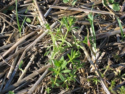 Cleavers seeds are showing up in canola deliveries more often. Cleavers need to be hit hard and early for control