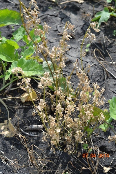 Here’s a close up of the alfalfa control.