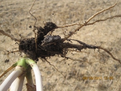 Example of clubroot galls found at harvest time.