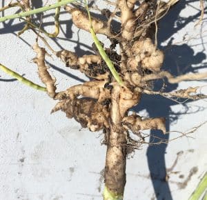 Even with clubroot galls this large, the canola plants didn’t appear to show above ground symptoms when compared on their own. But against the rest of the field, they appeared “riper” and not as green. Photo credit: Dane Froese