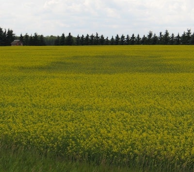 Look out for clubroot patches in 2014 — even if the field is seeded to a resistant variety.