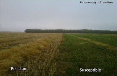 This is a clubroot infested field, with a resistant variety grown on the left and a susceptible variety grown on the right. Source: Aaron Van Beers
