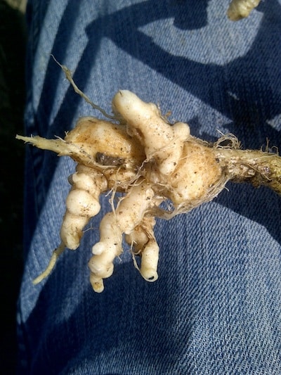 It could be a bad year for clubroot. Pull up plants and look for galls. If found, make plans to contain the spread.
