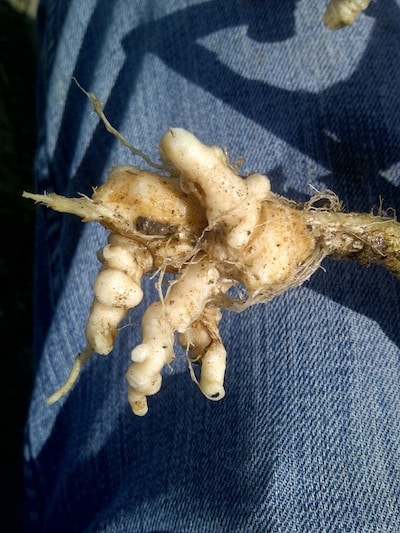 Clubroot small